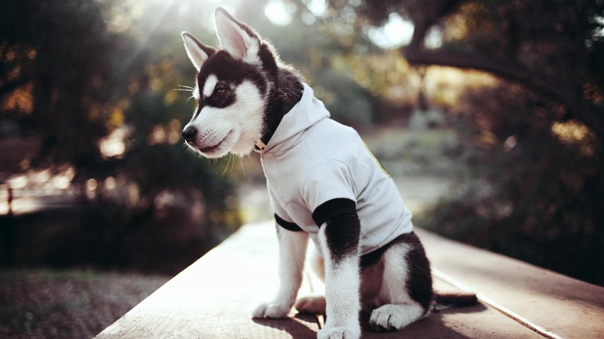 NBA最炫赛场:2025年最新视觉特效全景回顾,nba2020-2021赛季宣传片