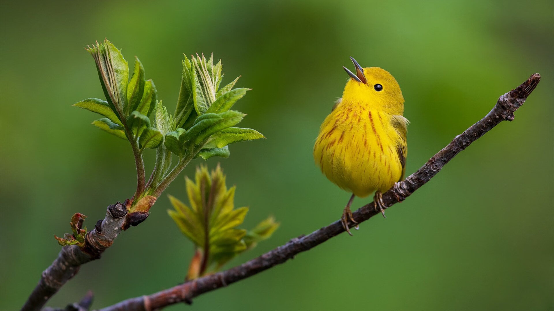 《CS_GO世界冠军赛,豪门强队激战到底》,gambit csgo冠军阵容