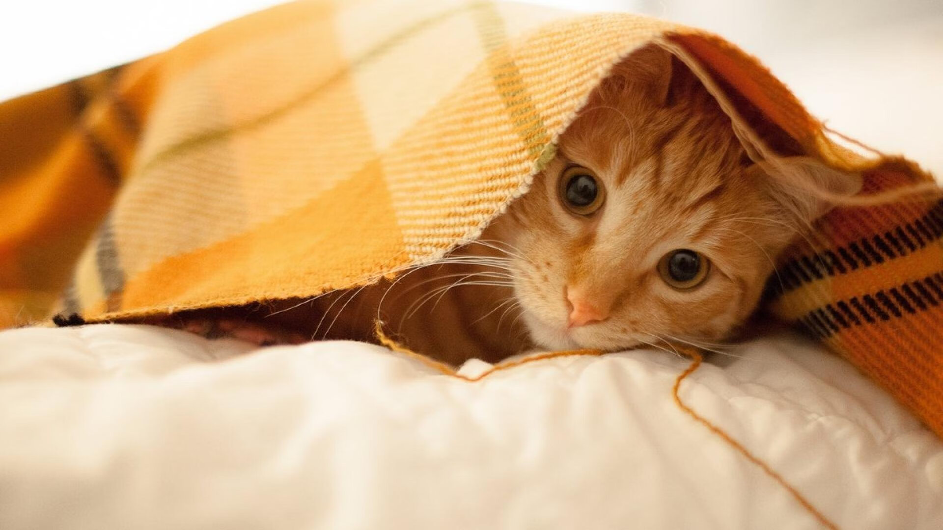 中超联赛引入AI裁判助力，技术赋能提升比赛公正性，中超裁判又出争议判罚