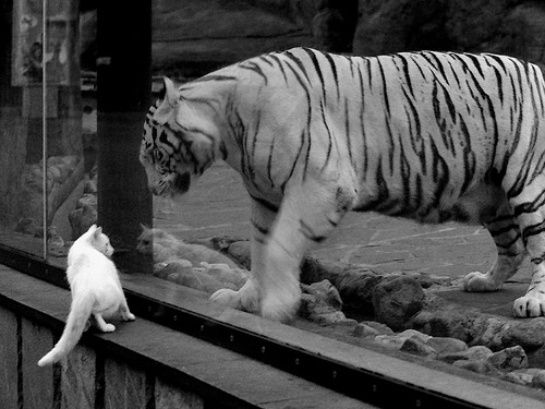 普拉提课程在高端健身俱乐部中占比提升,普拉提机构排名