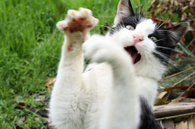 开云全站-篮球运动员专项技能提升培训计划，篮球运动员专项技能提升培训计划方案