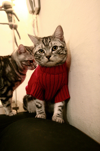 篮球运动员专项技能测试标准完善,篮球运动员专项体能训练