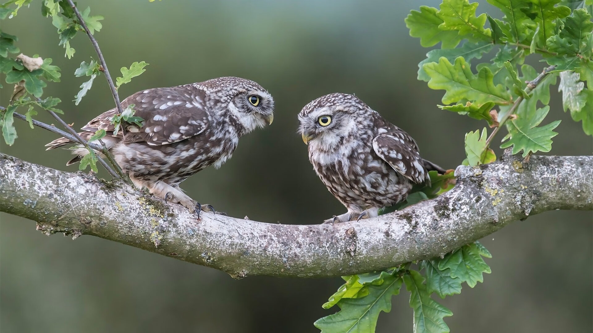 乌迪内斯主场逼平尤文图斯，贝达尔拉传射建功，乌迪内斯与尤文图斯足球比分预测