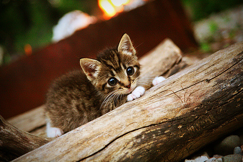 开云在线直播-国际足球赛事中，某支球队大获全胜，令人瞩目，某届洲际足球大赛中