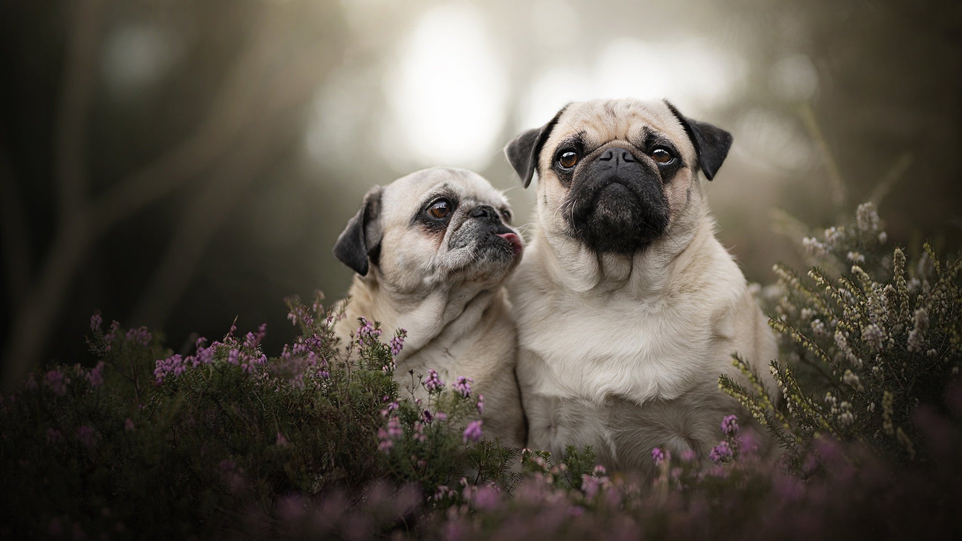 篮球盛事不容错过：全球豪强强强对抗，全球最强篮球队