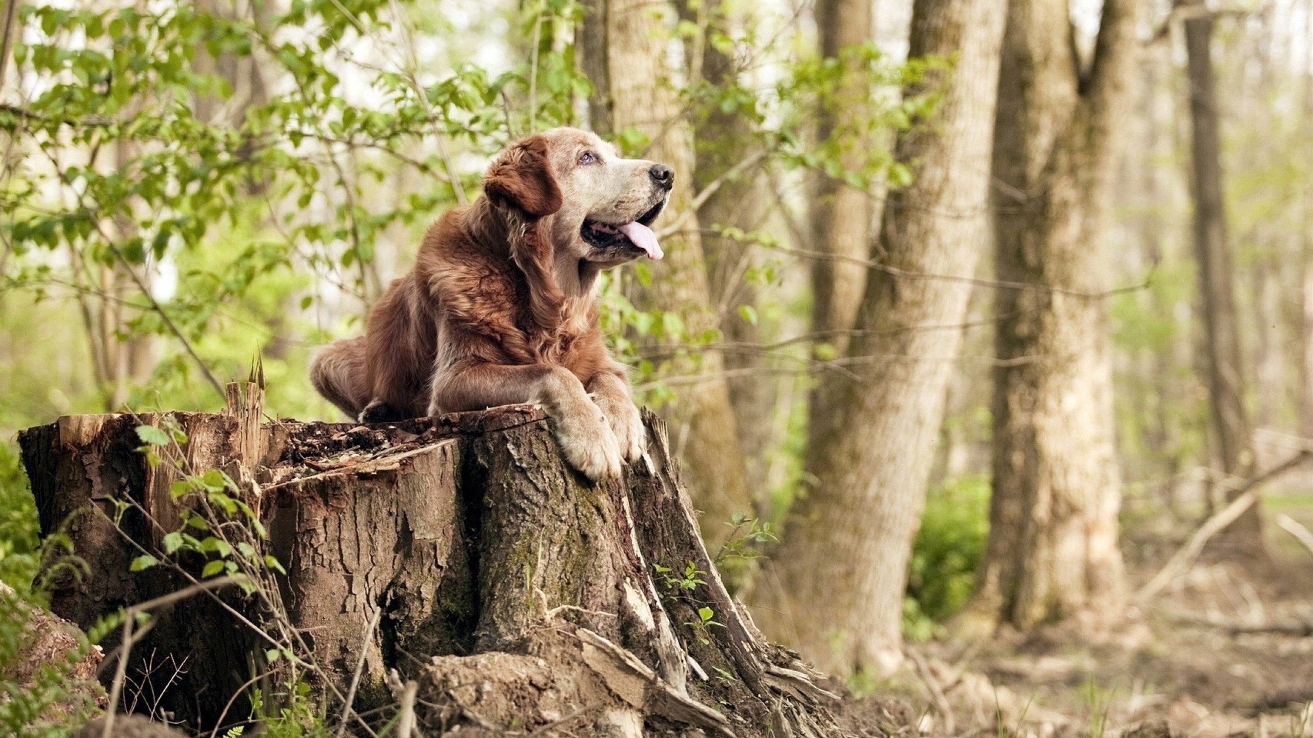 篮球盛事:广东选手精湛表现夺得胜利,广东篮球连冠