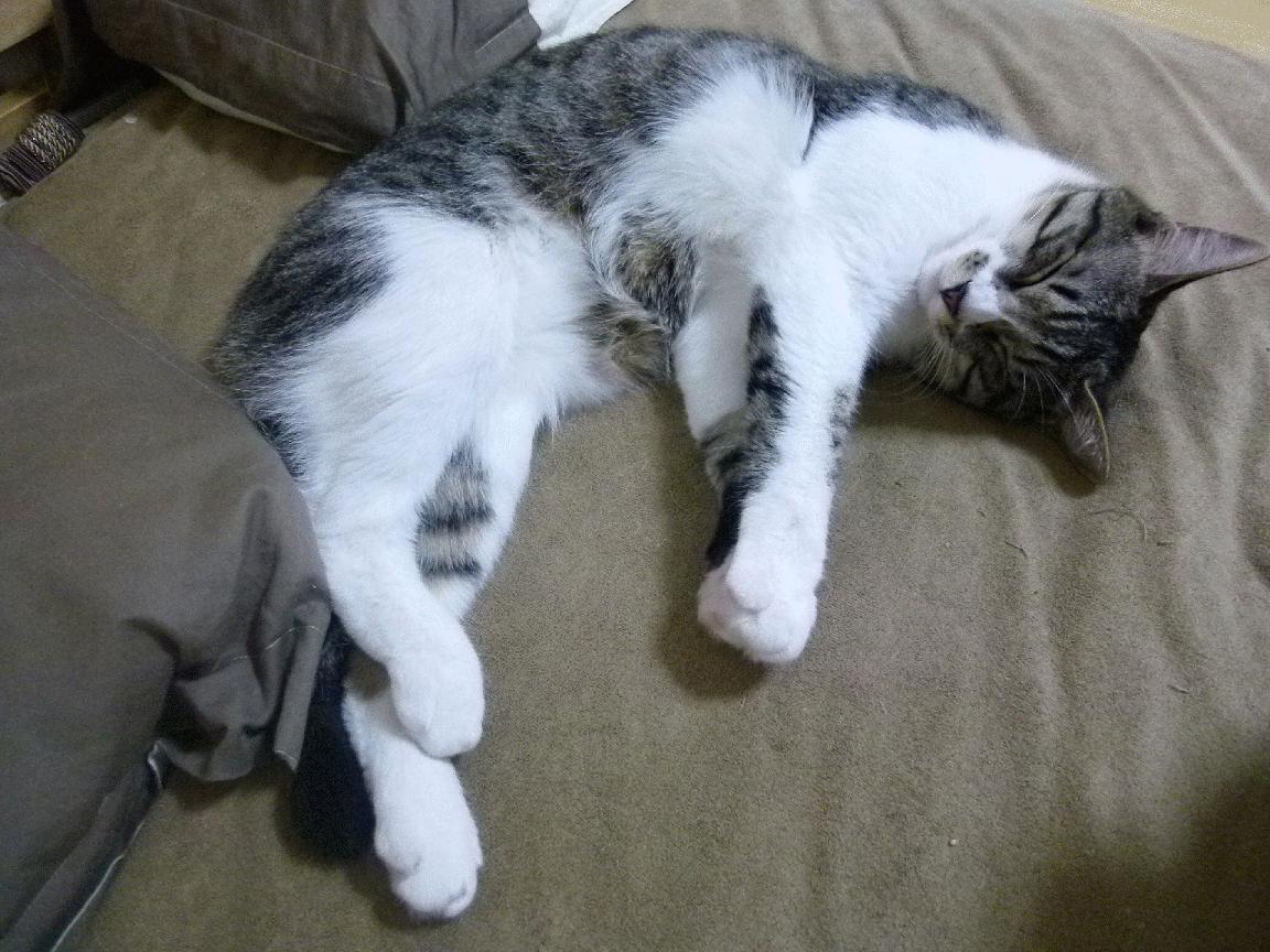 体育科研数据库系统设计与文献资源整合路径,体育科学研究文献