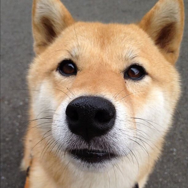 “六人制袋棍球:东部新区赛场突破传统,成为国际焦点”