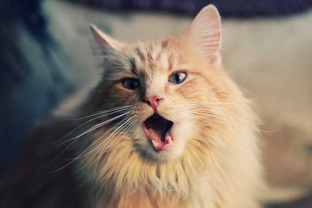 kaiyun官方入口登录-森林狼管理层表示将投入更多资源优化训练条件，森林狼公司运营