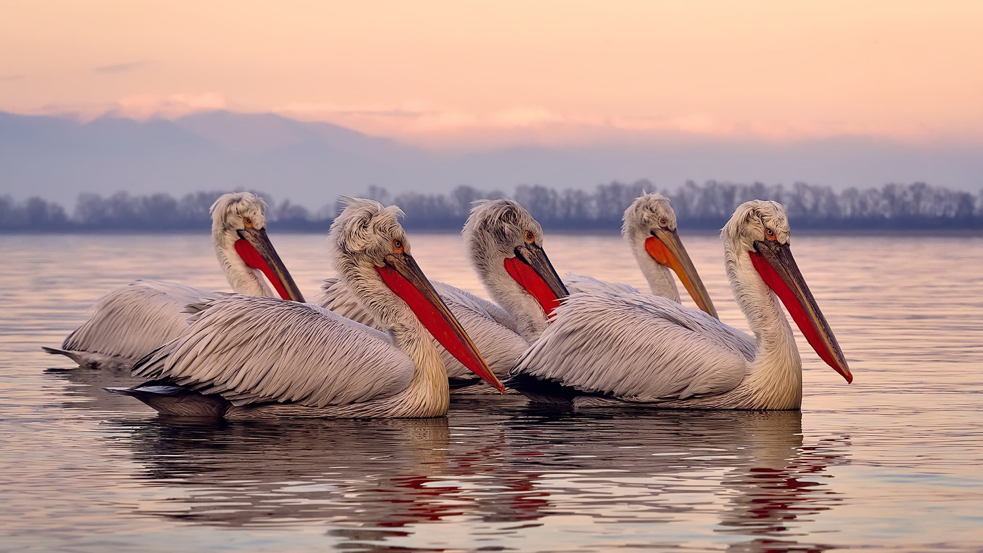 水球终场绝杀奥地利逆转胜利，水球奥运会历届冠军