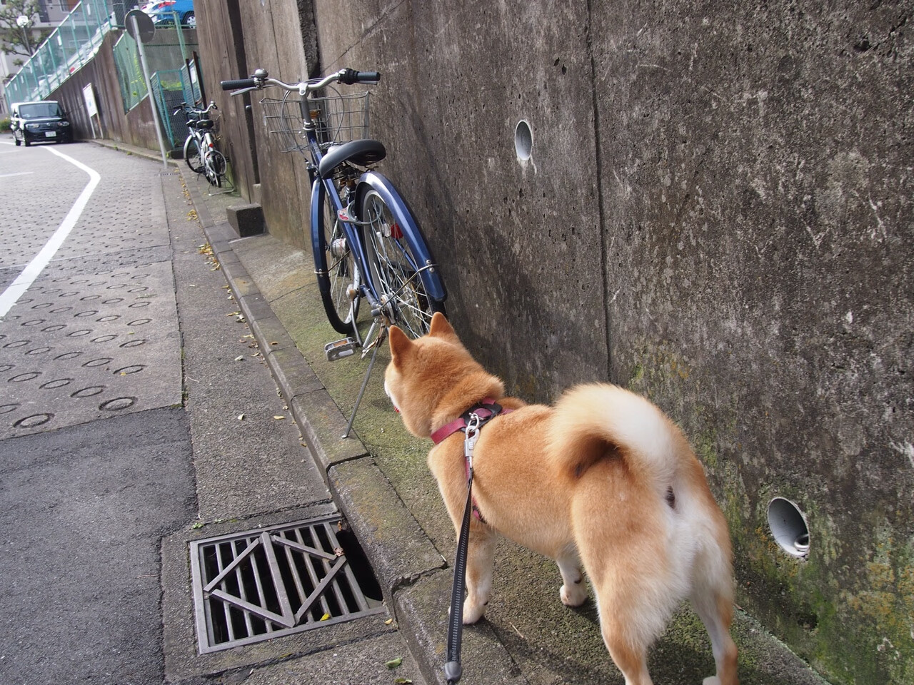 开云kaiyun-瑞安在场上的无缝配合让全黑队的战术变得更具层次感，瑞安打黑最新新闻